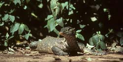 Monitor Lizard